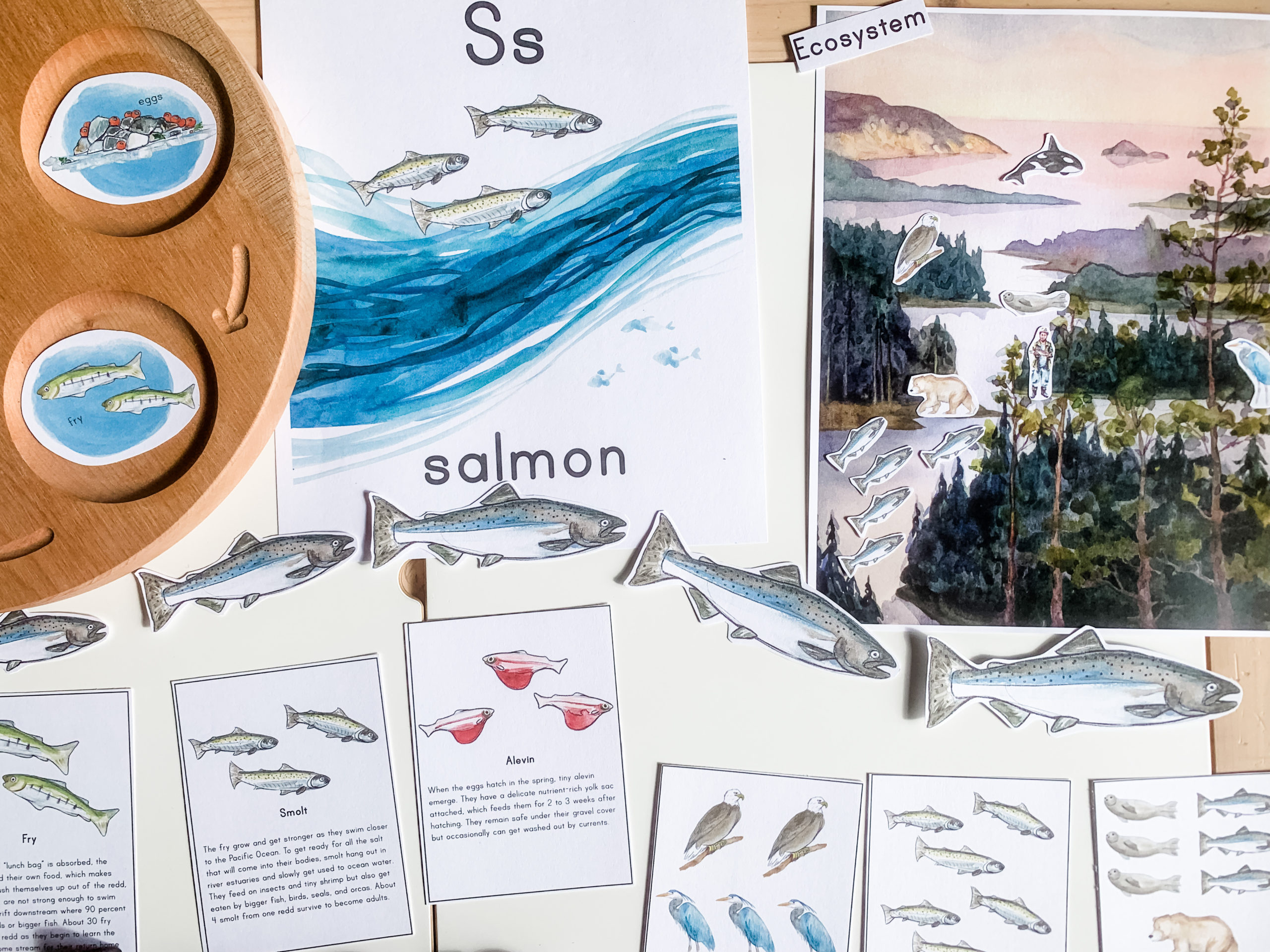 Chinook Salmon Unit Study | Printable | Modern Imagination